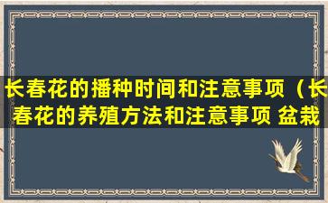 长春花的播种时间和注意事项（长春花的养殖方法和注意事项 盆栽）